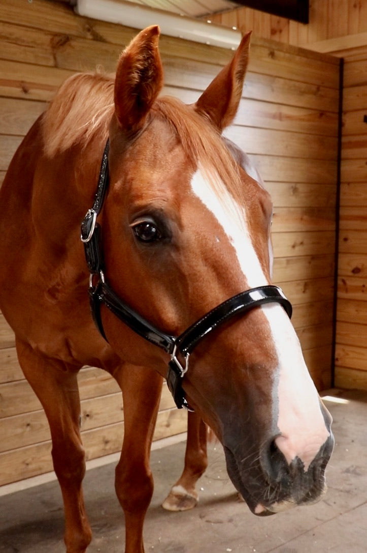 レアREGAL 2021 year model Horse Leather レアREGAL 2021 year model Horse Leather HORSE – Remarkable