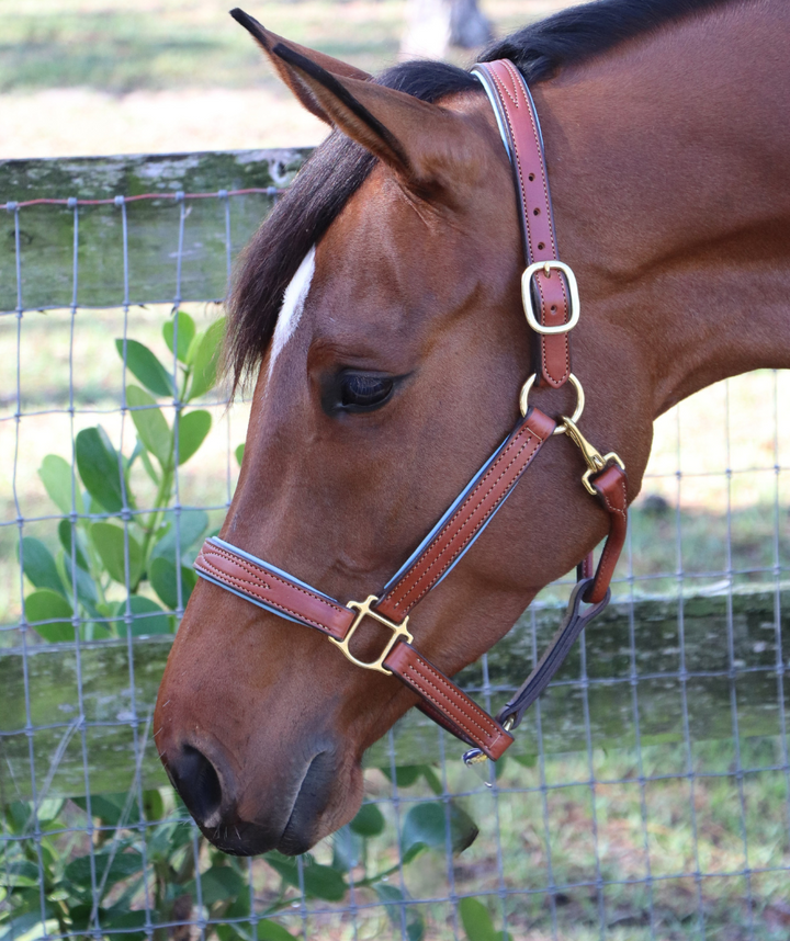 レアREGAL 2021 year model Horse Leather レアREGAL 2021 year model Horse Leather HORSE – Remarkable