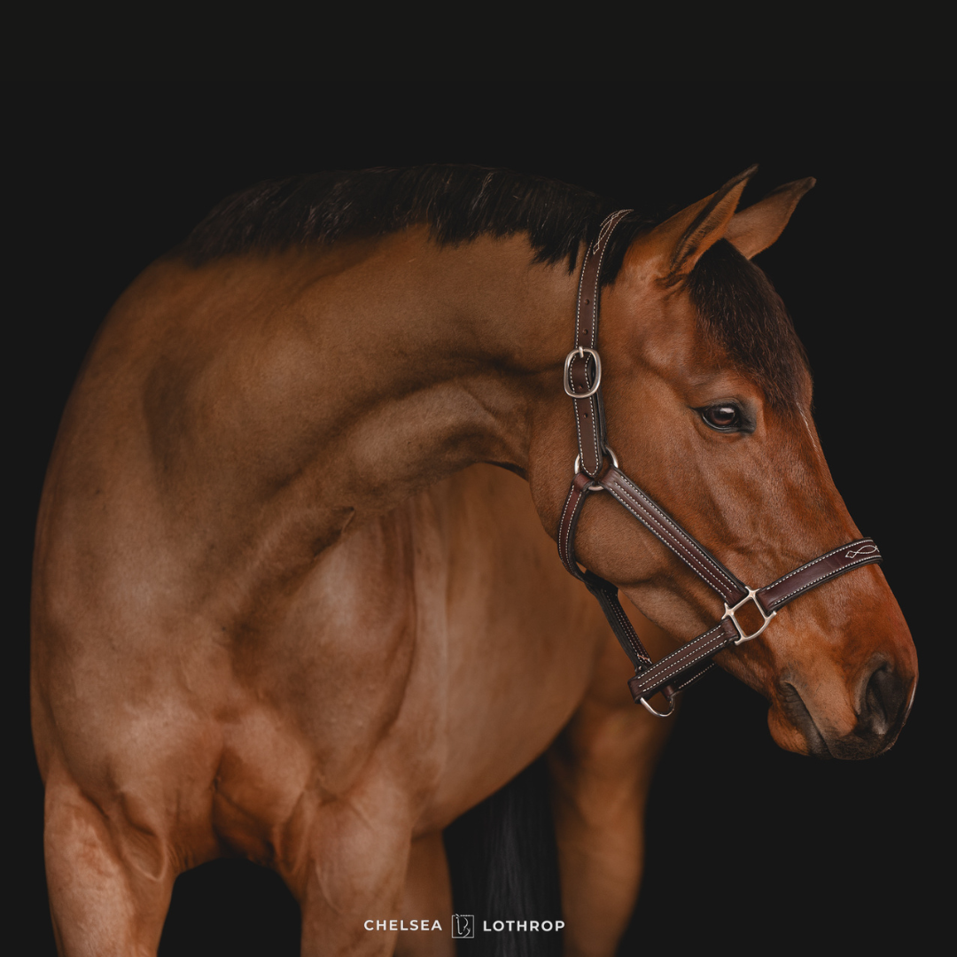 レアREGAL 2021 year model Horse Leather レアREGAL 2021 year model Horse Leather HORSE – Remarkable